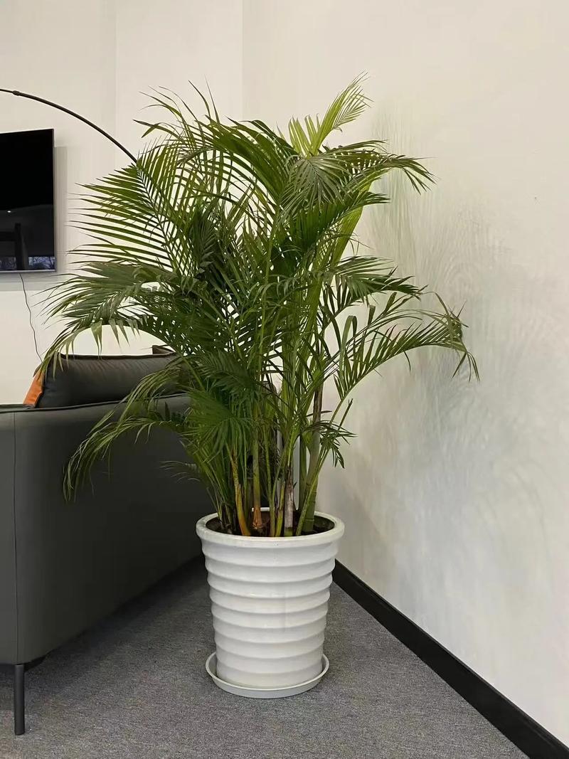合肥绿植花卉租赁,焕新空间绿色生活#合肥绿植租赁公司