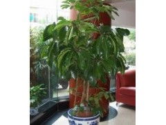 绿色办公新风尚 杭州植物租赁与花卉出租的全能指南