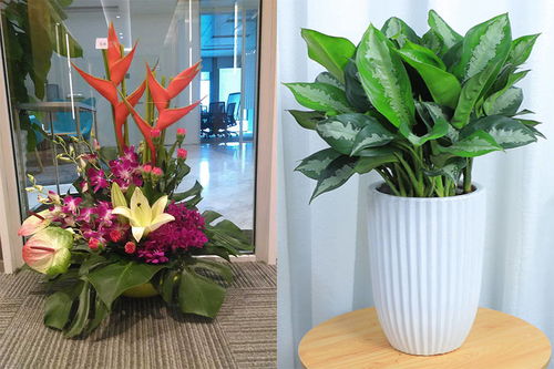广州室内花卉绿植租摆价格解析与植物租赁公司费用方案
