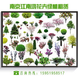 震惊 养花不如租花实惠 企业花卉租赁成潮流