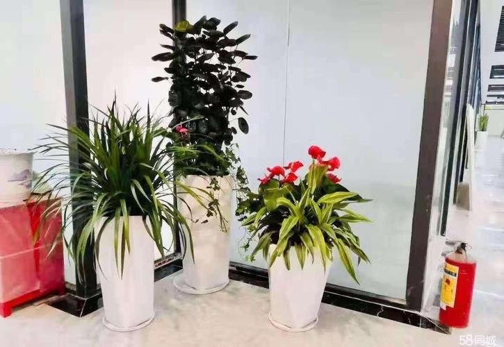 热门办公单位绿植租赁全攻略 花卉盆栽、绿植养护与室内租摆一站式指南